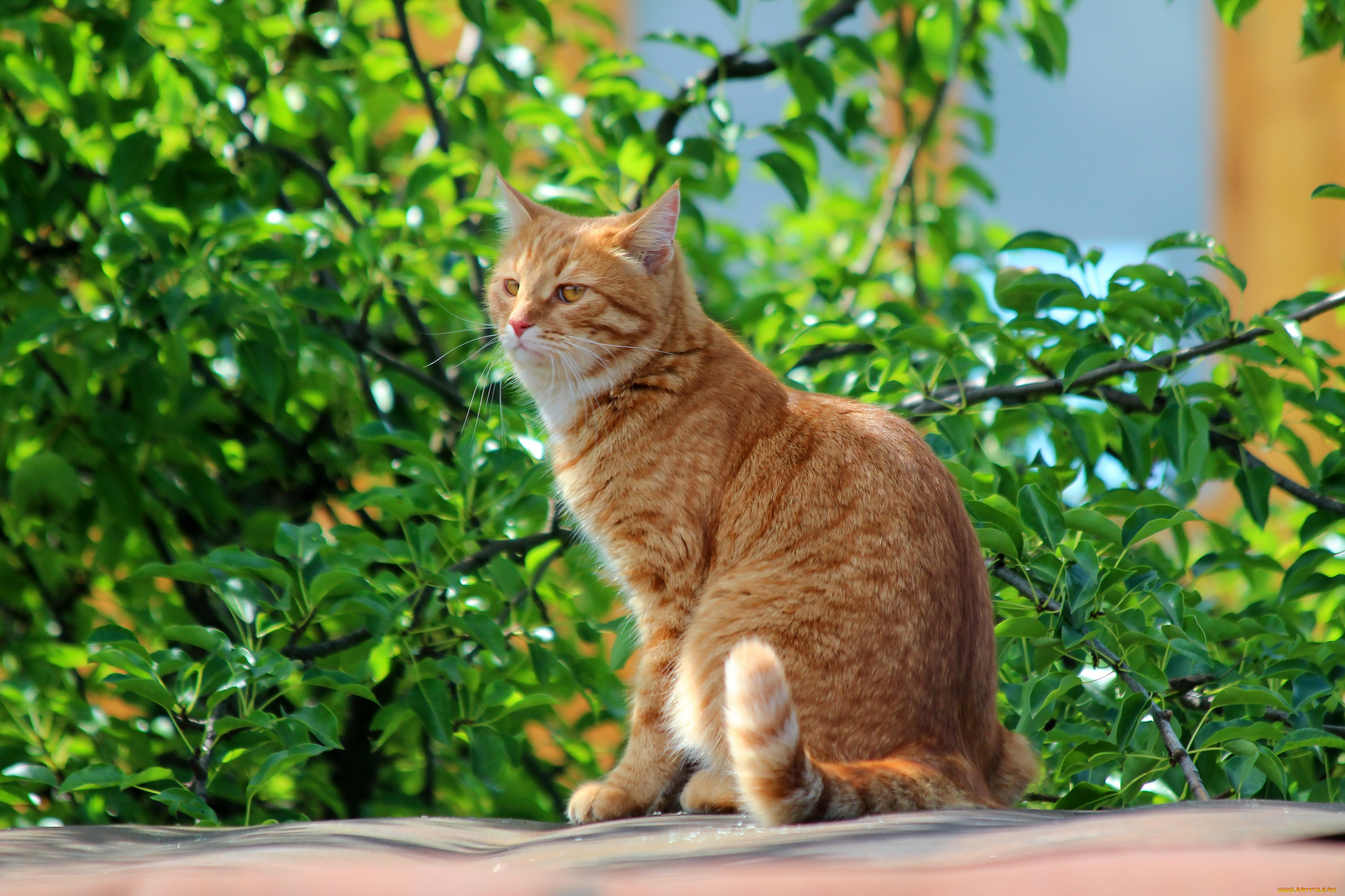 Кот лета. Рыжий кот. Кот Весна. Рыжий котёнок. Рыжий дачный кот.